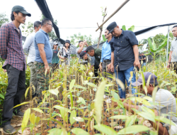 Pj Bahtiar Baharuddin Inisiasi dan Dorong Pusat Pembibitan Hortikultura di Sulbar