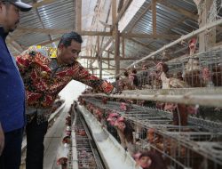 Sulbar Penyangga IKN, Pj Bahtiar Dorong Peternak Tingkatkan Produksi Telur