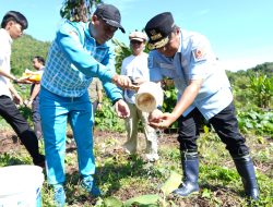 Kedaulatan Pangan, Bahtiar Baharuddin Targetkan 1 Juta Bibit Sukun di Sulbar pada 2025