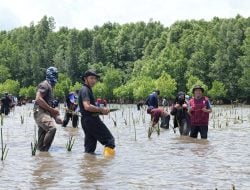 Sepekan Menanam Mangrove, Pj Gubernur Sulbar: Upaya Sulbar Menjaga Ekosistem dan Atasi Perubahan Iklim