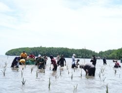 Dukungan Pj Gubernur Sulbar Hidupkan Kembali Wisata Mangrove di Bebanga