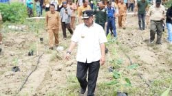 Warga Pasangkayu Sulbar Mulai Kembangkan Pisang Cavendish, Pj Bahtiar Pastikan Ekonomi masyarakat akan meningkat