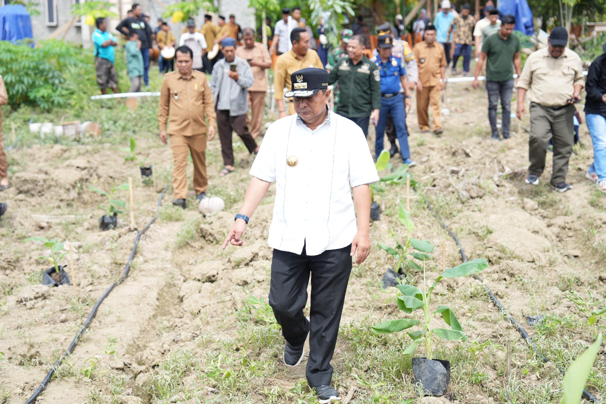 Warga Pasangkayu Sulbar Mulai Kembangkan Pisang Cavendish, Pj Bahtiar Pastikan Ekonomi masyarakat akan meningkat