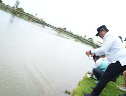 Pj Gubernur Sulbar Tebar Bibit Ikan Nila di Polman